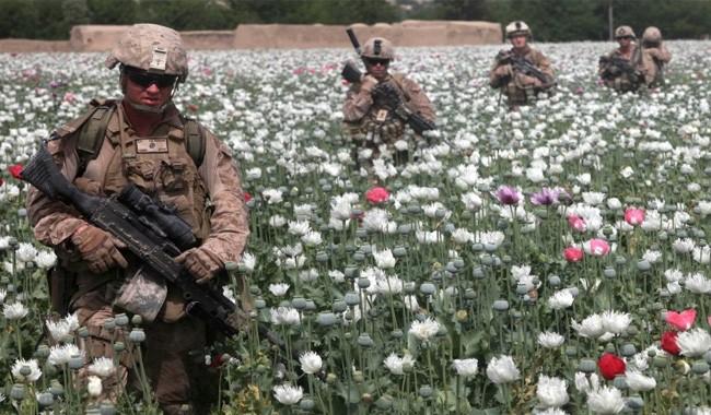US role in Afghan poppy war