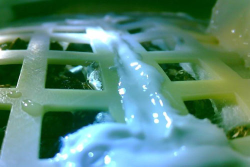Chinese cotton seed sprouts on moon