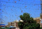 Locusts Pose a Bigger Economic Threat to Pakistan Than the Virus