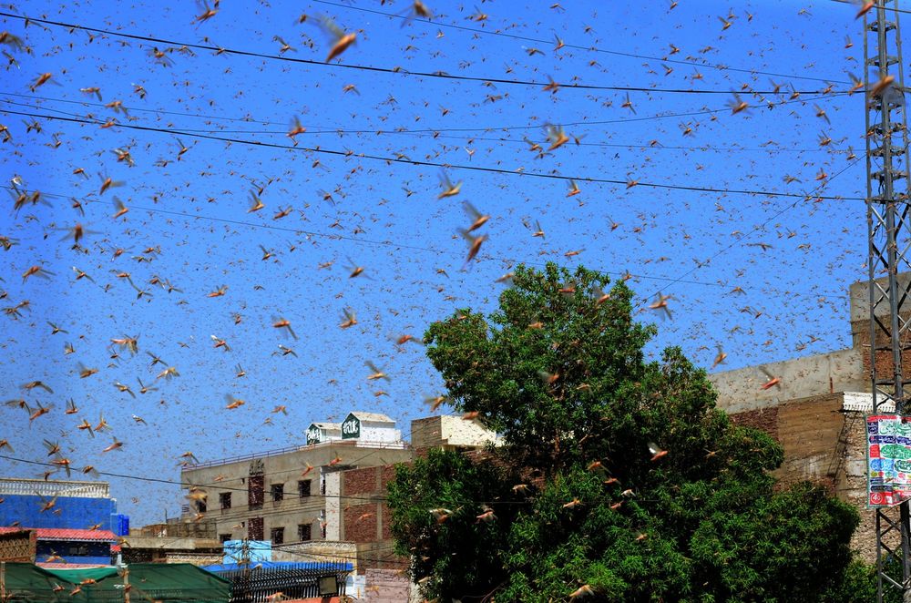Locusts Pose a Bigger Economic Threat to Pakistan Than the Virus
