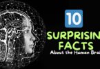 10 Surprising Facts About the Human Brain You Didn't Know